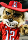 Arizona Mascot Wilbur on the sidelines during the game