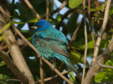 Indigo Bunting