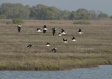 Black-necked Stilts