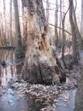 Congaree Swamp, South Carolina 2007