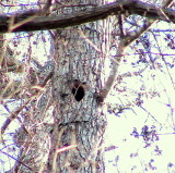 Congaree Swamp, South Carolina 2007