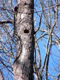 Congaree Swamp, South Carolina 2007