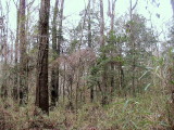 Congaree Swamp, South Carolina 2007