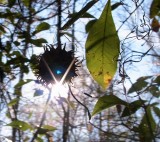 Congaree Swamp, South Carolina 2007