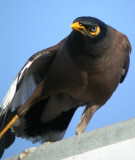 Common Myna