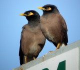 Common Myna