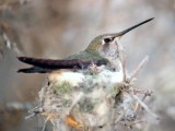 Annas Hummingbird