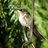 Black-chinned Hummingbird