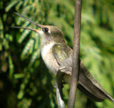 Black-chinned Hummingbird