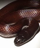 Baja California Kingsnake