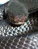 Eastern Indigo Snake