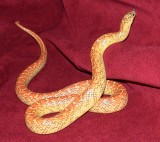 Hypo brooksi Florida Kingsnake