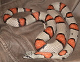 Gray-banded Kingsnake