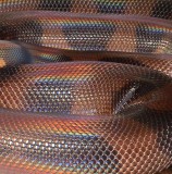 Bismarck Ringed Python