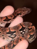 Dumerils Boa