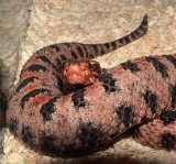 Carolina Red Pygmy Rattlesnake