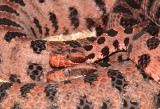 Carolina Red Pygmy Rattlesnake