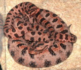 Carolina Red Pygmy Rattlesnake