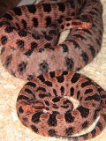 Carolina Red Pygmy Rattlesnake