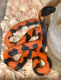 Bismarck Ringed Python