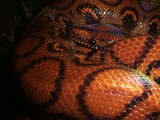 Brazilian Rainbow Boa