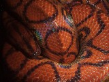 Brazilian Rainbow Boa
