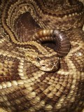 Uracoan Rattlesnake