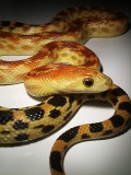Cape Gopher Snake