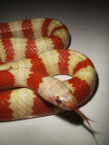 Albino Ruthvens Kingsnake