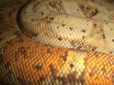Hog Island Boa