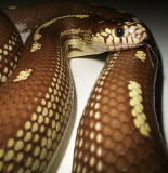 California Kingsnake