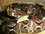 Rhinoceros Viper
