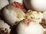 Albino Corn Snake