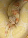Albino Boa constrictor
