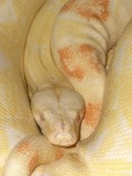 Albino Boa constrictor