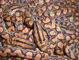 Brazilian Rainbow Boa