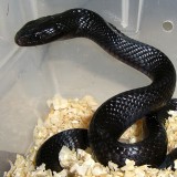 Eastern Indigo Snake