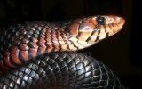 Eastern Indigo Snake