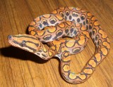 Brazilian Rainbow Boa
