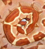 Hypo Boa constictor