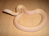 Albino Bull Snake
