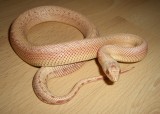 Patternless Albino Southern Pine Snake