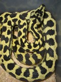 Jungle Carpet Python