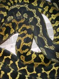 Jungle Carpet Python