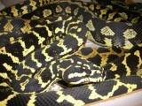 Jungle Carpet Python