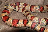 Durango Moutain Kingsnake