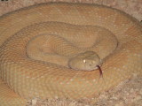 Albino Western Diamondback Rattlesnake