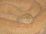 Albino Western Diamondback Rattlesnake