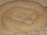 Albino Western Diamondback Rattlesnake