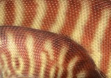 Woma